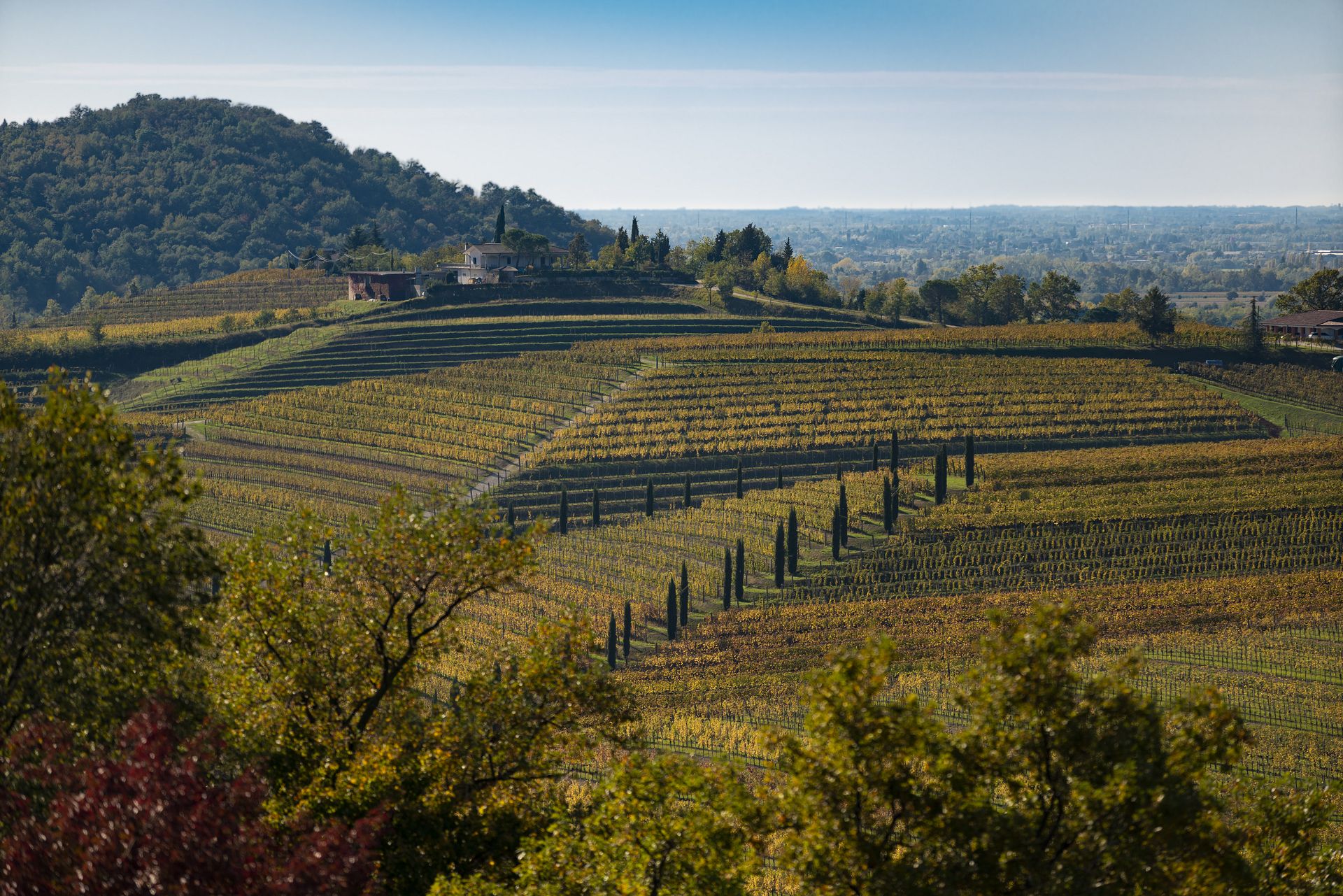 Friuli Wine Tasting in Oslo