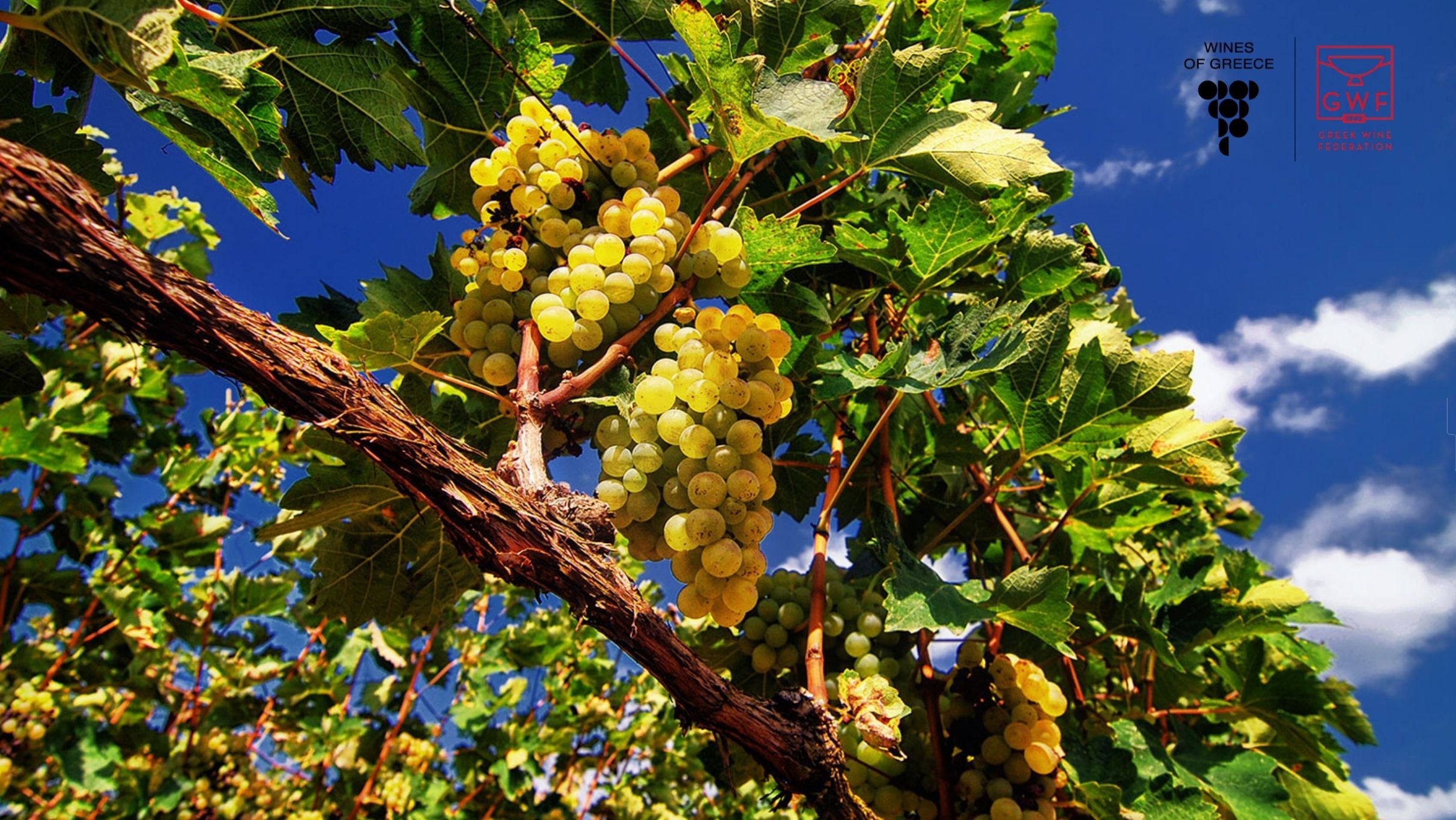Gresk Vin 2026